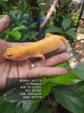 GECKO INDUKAN BETINA PROVEN DATA LENGKAP