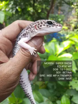 GECKO INDUKAN BETINA PROVEN DATA LENGKAP