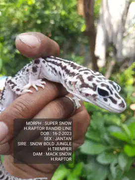 GECKO INDUKAN JANTAN DATA LENGKAP