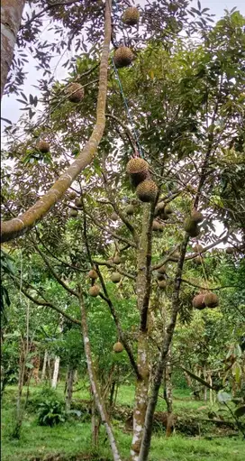 Jual murah kebun duren shm diparakansalak sukabumi