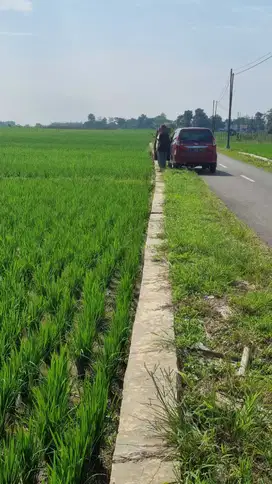 Sawah pinggir jalan Kertajati Majalengka Jawa Barat