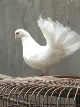 Merpati kipas putih