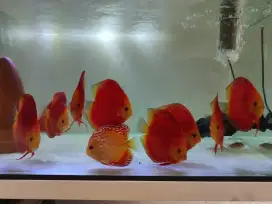 Ikan Discus Red Melon size 4