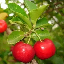 Bibit Tanaman Cherry Barbados - Siap Tanam - Harga Murah