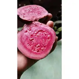 Bibit Tanaman Jambu Australia Merah - Unik - Cepat Berbuah