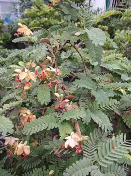 Bonsai Asam Jawa sedang berbunga dan berbuah langkah