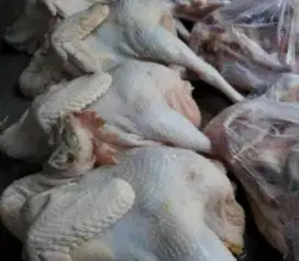 Ayam kampung siap goreng atau bakar