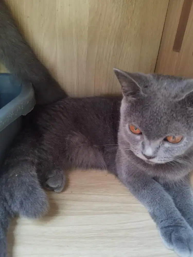 Britis short hair jantan dan betina