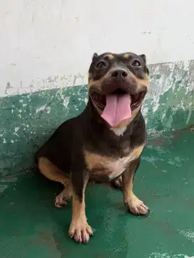 Pitbull betina indukan american pit bull terrier apbt female black tan