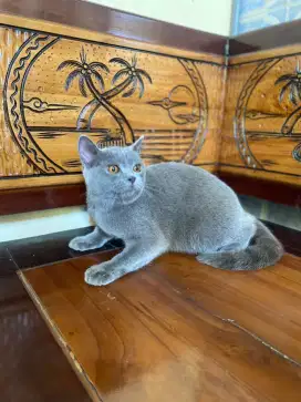 British Shorthair Pure Kitten