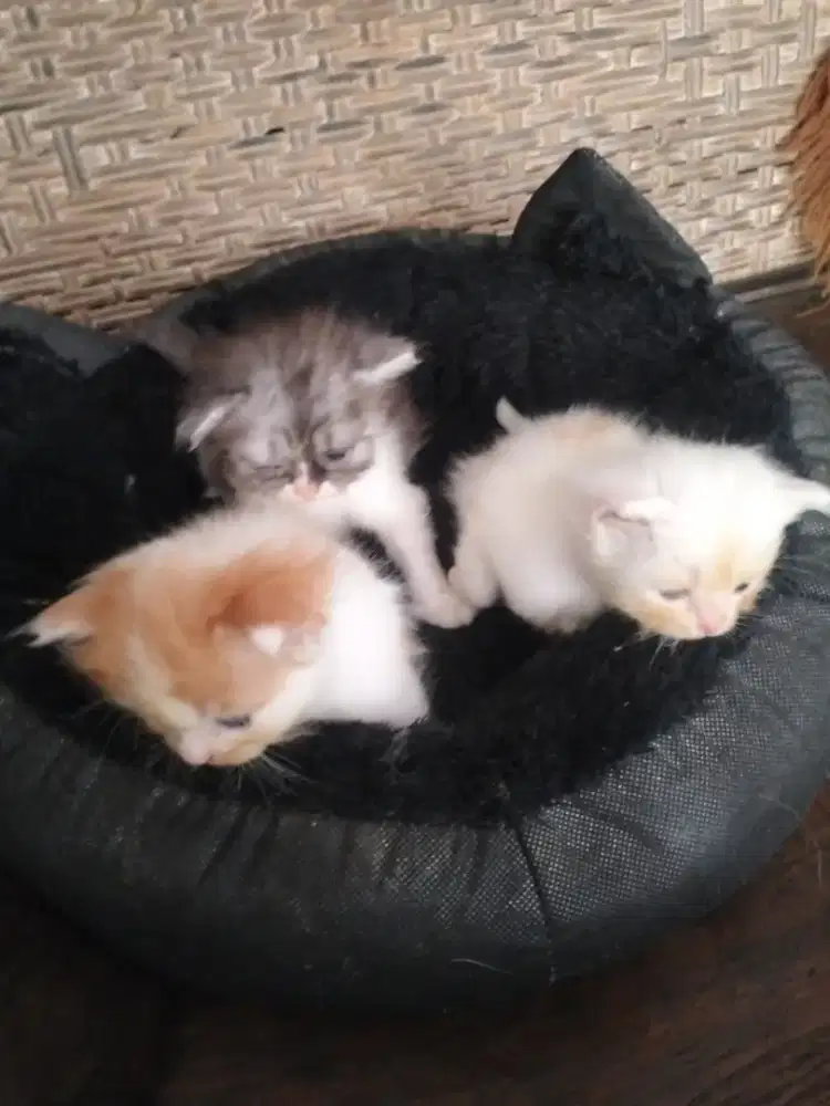 Kucing Ras Persia Pure