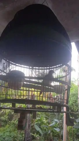 Perkutut lokal alam rajin bunyi
