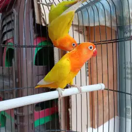 Lovebird sepasang lutino dan pastel kuning