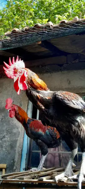 Ayam pelung murah