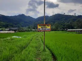 DIJUAL TANAH SAWAH DAN KEBUN