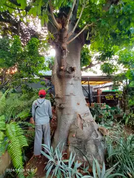 Dijual Pohon Hias Baobab Kaki Gajah