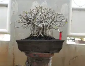 Bonsai beringin karakter tua