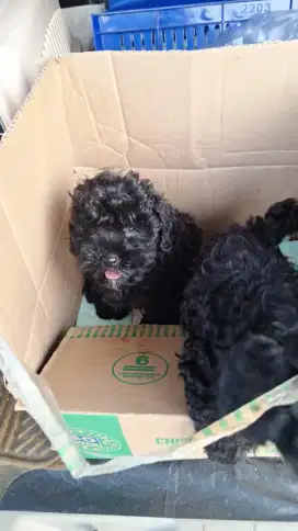 DI JUAL ANAKAN ANJING POODLE