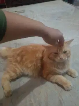 kucing orange bawa rejeki