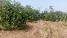 DIJUAL TANAH KEBUN MANGGA HARUMANIS DI SUKAWANA MAJALENGKA