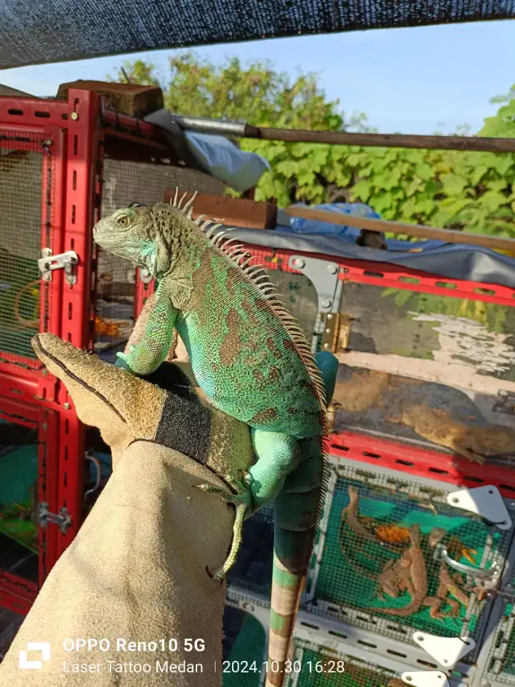 Blue iguana Betina +/- 100cm