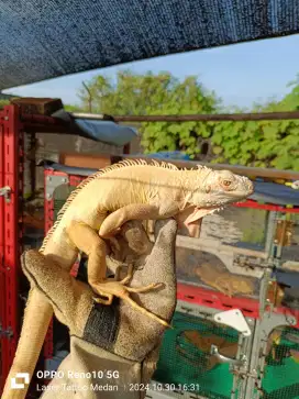 Iguana Albino Jantan +/- 100cm