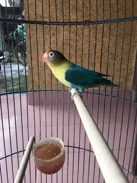 Burung lovebird