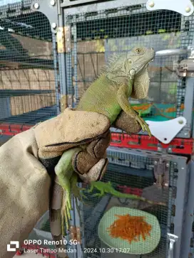 Green iguana +/- 75-80cm