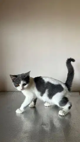 British Short Hair (BSH) Bicolor