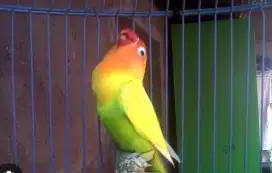 Burung lovebird PASJO durasi ngekek 1 menit vidio via w.a yaa.