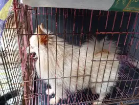 Minipom jantan bulu kapas