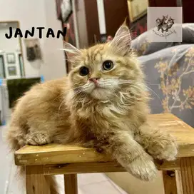 Kitten Mainecoon Mix Scottish Betina dan Jantan Non Ped Red Tabby