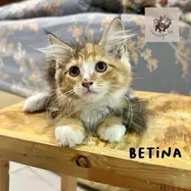 Kitten Mainecoon Betina Calico Brown Non Ped