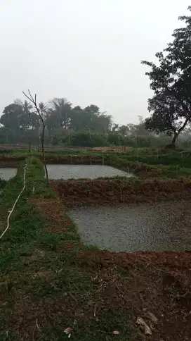 Tanah Kavling di sewakan / Kolam disewakan