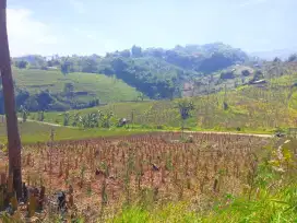 JUAL LAHAN PERKEBUNAN MURAH AREA CIWIDEY