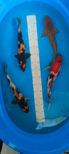 Koi showa utsuri mantab