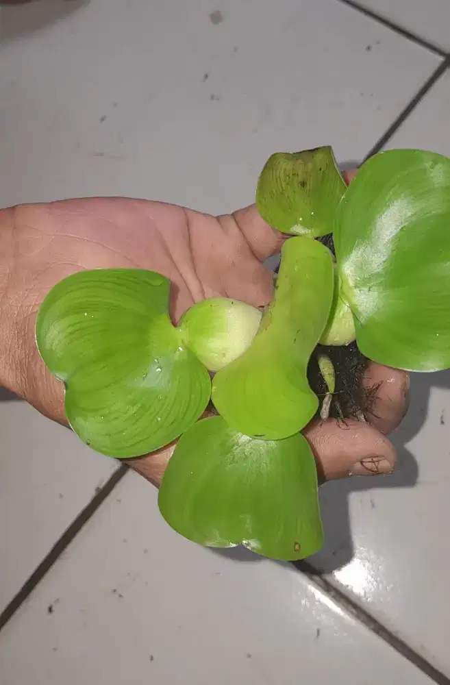 Eceng gondok mini dan besar