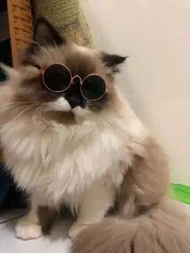 Pacak Kucing Ragdoll