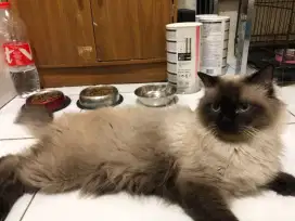 Pacak Kucing Ragdoll Seal point