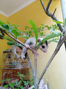 Sugar glider ring tail kaos kaki