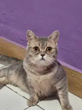 British Shorthair Female