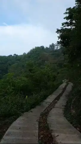 Tanah luas Mangunan Diinginkan Bantul Jogja.VIEW HUTAN PINUS MURAH BU