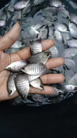 Jual bibit ikan gurame ukuran nyilet