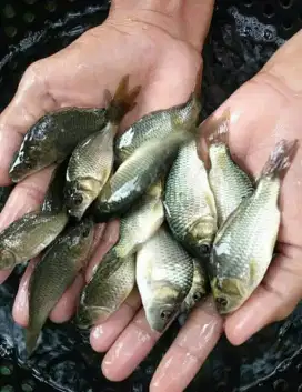 Jual bibit ikan mas ukuran korek