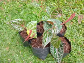 Bibit sirih merah