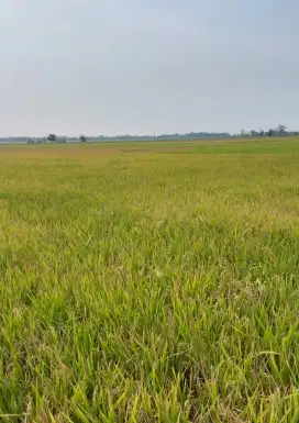 Dijual Sawah area Perumahan RSS Kendal