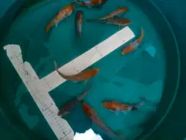 Ikan koi Blitar uk 15-18cm jenis Ochiba