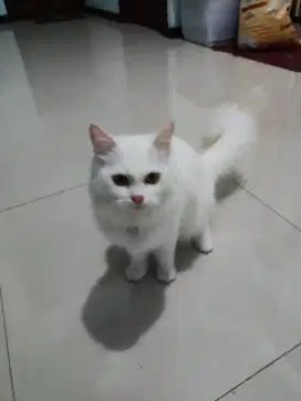 Lepas adopsi Kucing Persia