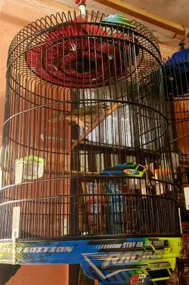 BURUNG CUCAK ROWO/RAWA BUNYI/GACORAN BISA KIRIM KESELURUH INDONESIA