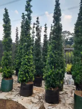 Jual pohon lohansung taiwan